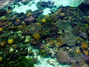 Colored coral, fish and marine life in crystal clear waters of tropical island