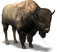 Western Buffalo