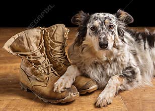 Dog lying next to combat boots