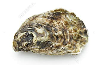 Oyster