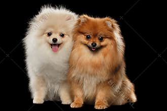 Two Furry White Red Pomeranian Spitz Dogs Sitting, Smiling isolated