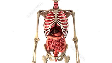 Human internal organs in motion loop ready