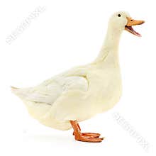White duck on white.