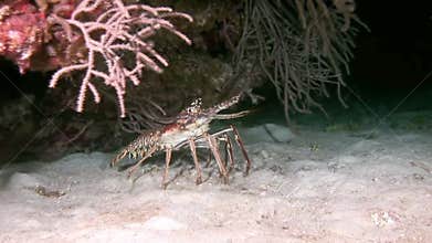Lobster Walking on Coral Reef in search of food