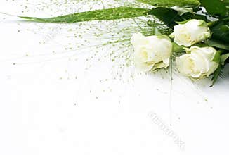 White rose frame