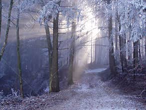 Mystic forest.