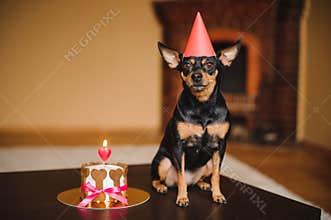 Toy terrier in birthday hat with dog cake