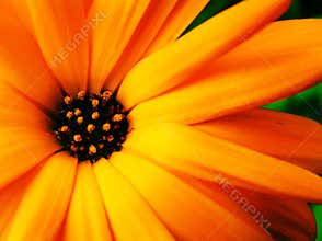 Ultra Bright calendula