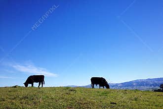Grazing cattle