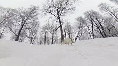 Arctic fox running towards camera