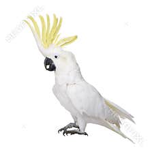 Sulphur-crested Cockatoo (22 years)
