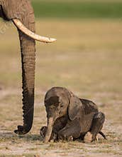 Baby Elephant lying down in Amboseli National Park, Kenya
