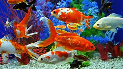 Slow Motion Of Fish Swimming In Freshwater Aquarium