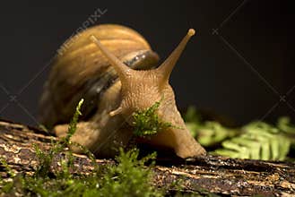 Giant african land snail
