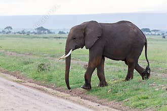 Elephant in Amboseli