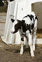 Young dairy cow by shelter