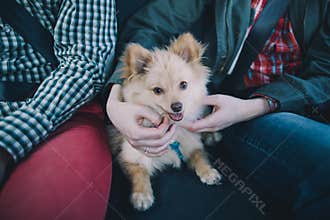 Man's best friend