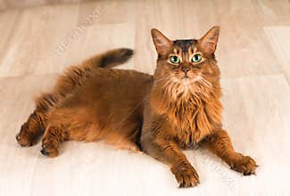 Somali cat portrait