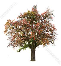 Apple tree in fall