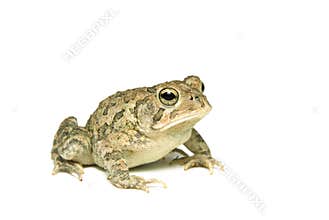 Southern Toad Right Profile
