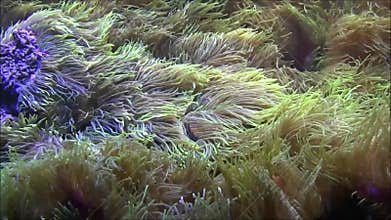 Actinium underwater scape with a single fish.