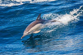 Dolphin jumping in the sea
