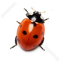 Ladybug