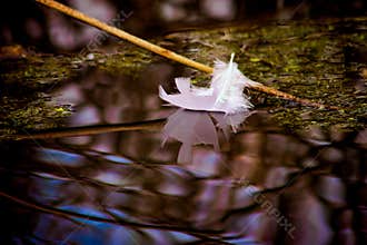 Feather Reflection 1
