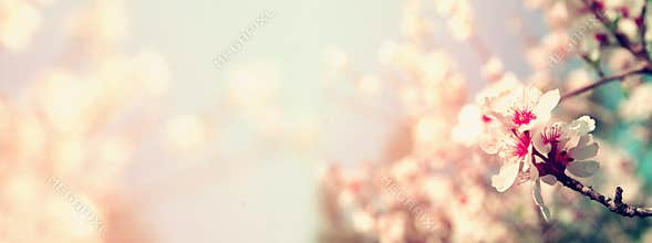 Abstract blurred website banner background of of spring white cherry blossoms tree. selective focus. vintage filtered
