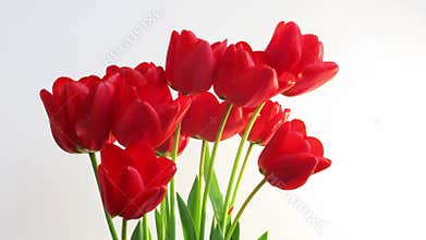 Tulip timelapse open garden flower growth plant