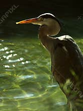 Grey heron