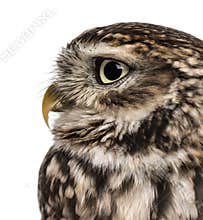 Close-up of a Little owl (Athene noctua)