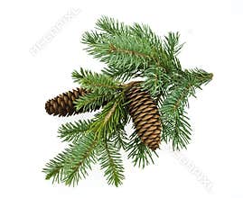 Fir branch isolated on white