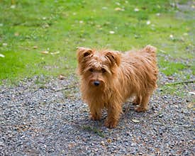 Cute Brown Puppy