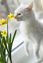 A white cat perspective