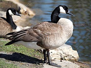 Canada Goose Profile on Bank of Pond