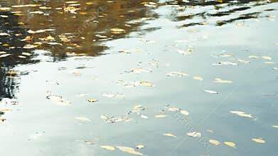 Ducks at pond with reflections on water and autumnal leaves floating