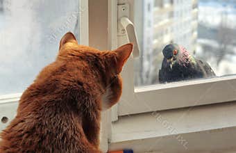 Cat and Pigeon