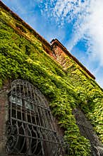 Colorful ivy covers walls