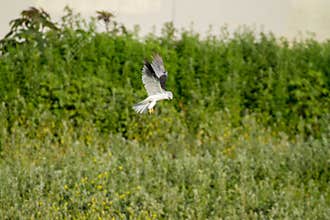 White Kite Hawk Hunting