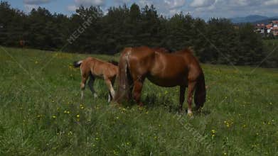 Handheld Camera Shot of a Foal and a Mare
