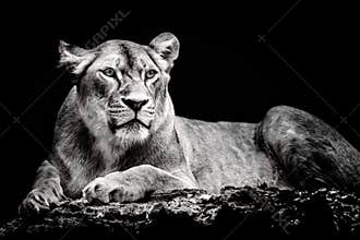 Lioness