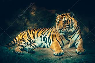 Bangor tiger.