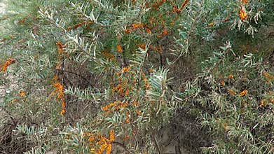 Sea-buckthorn bushes with fruits on shore of baltic sea at cape arkona on rugen isle. (Germany).