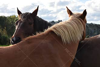 Two horses expressing familiarity