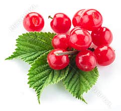 Nanking or felted cherry ftuits with leaves isolated on a white.