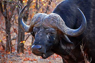African or Cape Buffalo