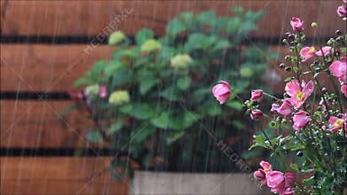 Summer rain in the garden
