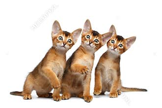 Three Cute Abyssinian Kitten Sitting on Isolated White Background