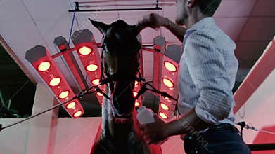 Man combing the horse's mane in the stall